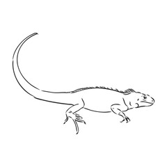 Sketch of iguana. Hand drawn illustration converted to vector. iguana vector sketch illustration