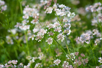 Coriander flowers in the garden