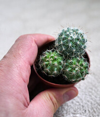 a human touches prickly cactus plant, cactus plant and prevent radiation, cactus plant and radio,