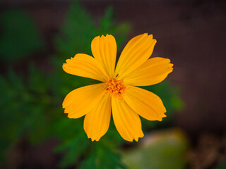 yellow flower in the garden