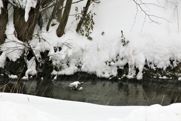 snow covered trees