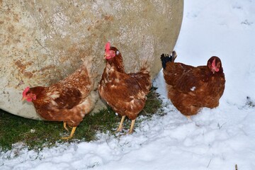 Laying hens walk in the winter and look for green grass in the winter under the snow