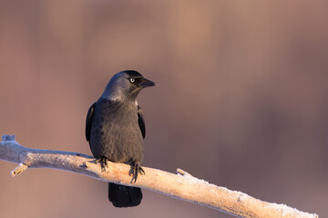 Western jackdaw bird perched, under golden sunset, copy space