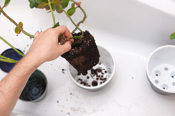 Transplanting domestic plants into new pots by male hand in the bath