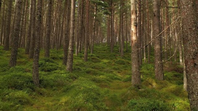 Flying through the forrest in the Cairngorms National Park in Scotland - 4K Drone Movie