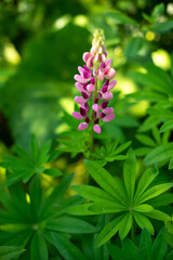 a speckled purple flower against the background of green leaves