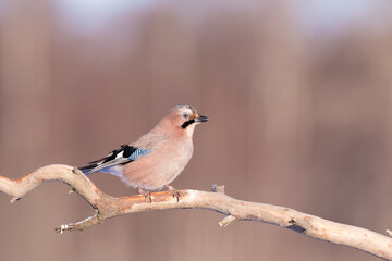 Eurasian jay bird perched on tree, sunrise golden hour, copy space