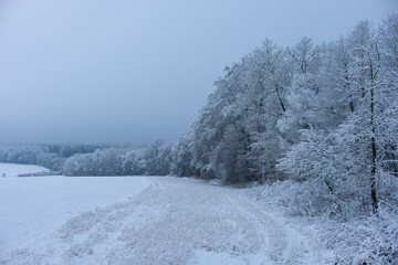Verschneite Winterlandschaft bei Schnee: Waldrand neben Feldern