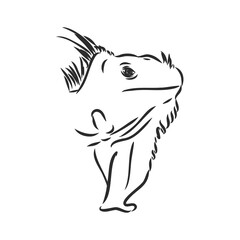 Sketch of iguana. Hand drawn illustration converted to vector. iguana vector sketch illustration