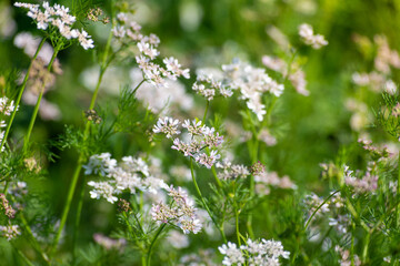 Coriander flowers in the garden