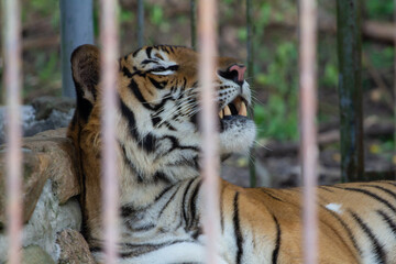 Portrait of sad tiger in a cage. Сaptive animal.