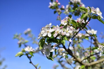 Flowers in spring time with a blue sky