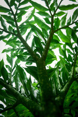 Naklejka premium Green leaf (Konjac) pattern on surface background leaf in the forest.