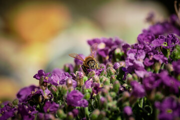 Bumble Bees in the Lavender Bed