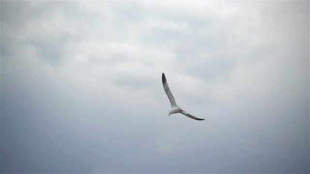 Seagull flies in the sky in slow motion 