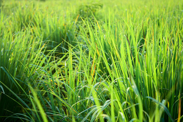 Lemongrass grown in the vegetable garden, herbs have medicinal properties.