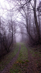 Obraz premium a road that leads into the fog through the forest in the fall season. autumn landscape in the wild