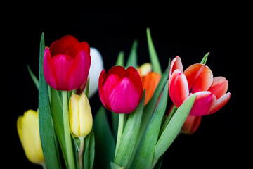 - bouquet of tulips  -