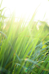 Lemongrass grown in the vegetable garden, herbs have medicinal properties.