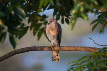 Adult female Shikra bird sitting on a tree branch 