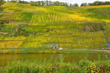 
grün gelbe Weinberge im Herbst gegenüber von Pünderich an der Mosel

