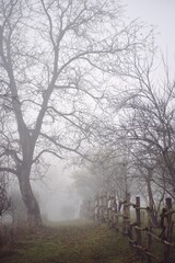 a road that leads into the fog through the forest in the fall season. autumn landscape in the wild