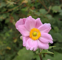 Close-up of beautiful pink wildflower blooming on an out-of-focus background.