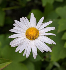 Fototapeta premium Beautiful daisy growing in the meadow during the springtime.