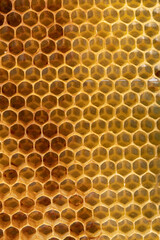An abstraction. Background texture of empty honeycomb wax. Copy space