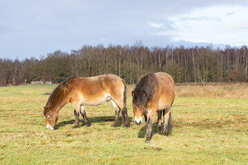 Naklejka na ściany i meble Herd of wild Exmoor ponies, Equus ferus Caballus, graze in a nature reserve. Fochteloo, the Netherlands