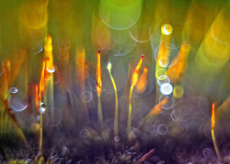 Amazing colorfull moss macro