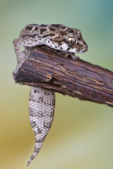 Viper gecko having fun macro