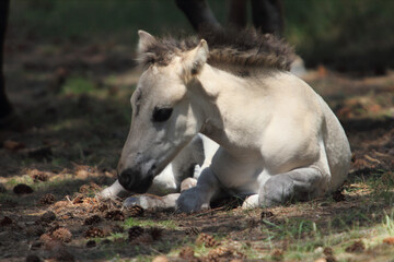 Obraz na płótnie Canvas The Konik (Polish: konik polski or konik biłgorajski) or the Polish primitive horse is a small, semi-feral horse, originating in Poland. 