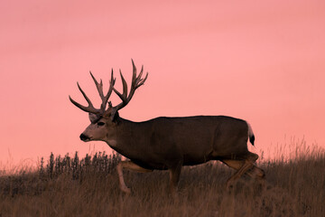 Naklejka na ściany i meble Mule Deer Buck at Sunrise in Autumn in Colorado