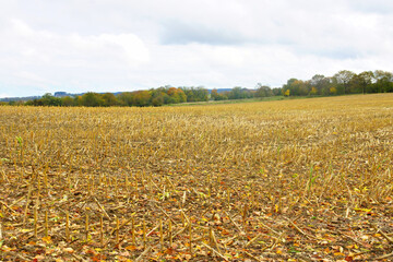 gelbe Stoppeln eines abgeerntetes Maisfeldes im Hunsrück
