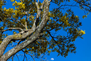 Obraz premium A tree blooming is always so espectacular
