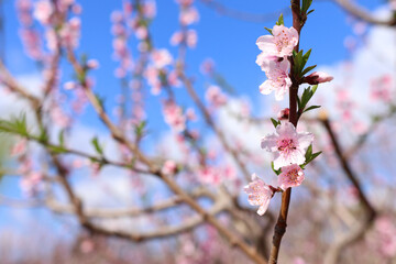 background of spring cherry blossoms tree. selective focus