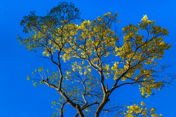 Such an amazing and beautiful tree full of yellow flowers