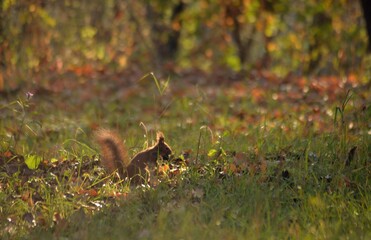 a squirrel sitting in the green grass at sunrise in the fall season