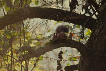 a squirrel sitting on the trunk of the tree at sunrise in the fall season. Sciurus vulgaris wild animal in the nature