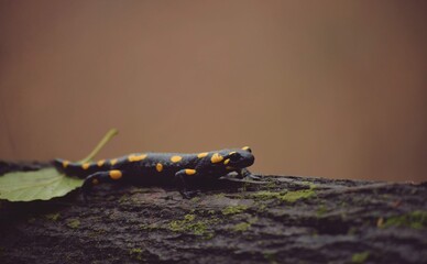 the salamander walking on the trunk of the tree. Caudata amphibian reptile in the wood on a rainy day 