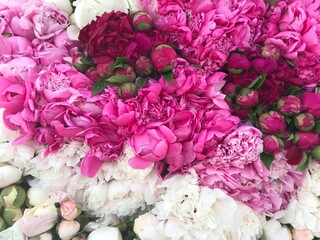 Texture of the peonies flowers. Bright pink and white peonies.