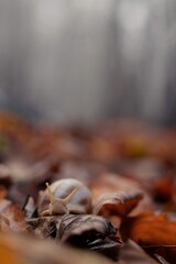 a snail in the beech forest in foggy day during fall season. Cornu aspersum creature in the wild