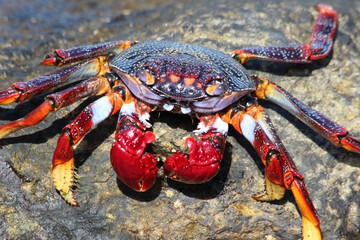 rote_Klippenkrabbe