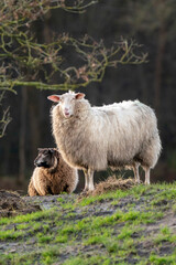 Two sheep on a grassy hill. 1 sheep looks straight into the camera. Selective focus, trees in the background
