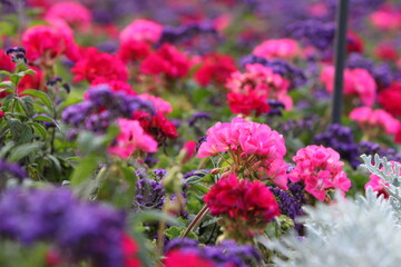 flowers in the garden