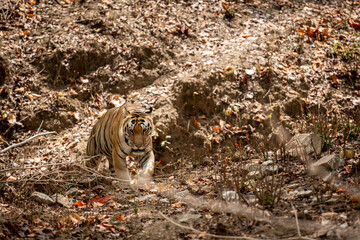 wild male bengal tiger walking head on for territory marking during outdoor jungle safari at kanha...