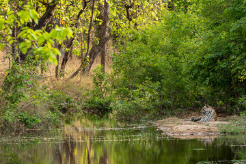 royal bengal wild male tiger with reflection in water. Animal in green forest. Wildcat in natural...