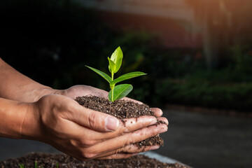 closeup hand of person holding abundance soil with young plant. Concept green world earth day