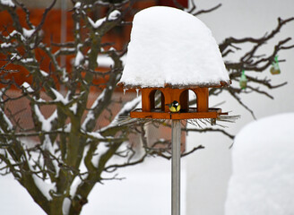 Naklejka premium Fütterung der Kohlmeisen im Winter